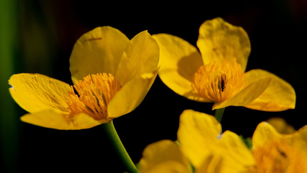 Photograph by Нина Малютина