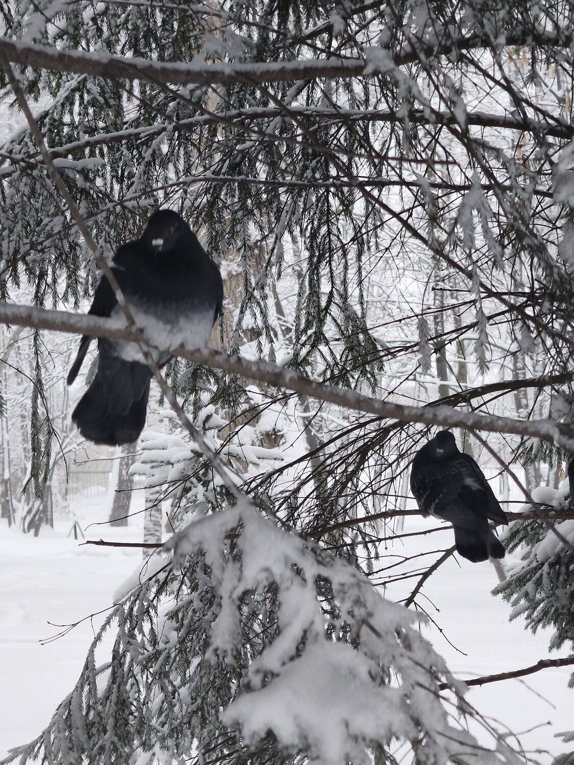 Photo #13825748
