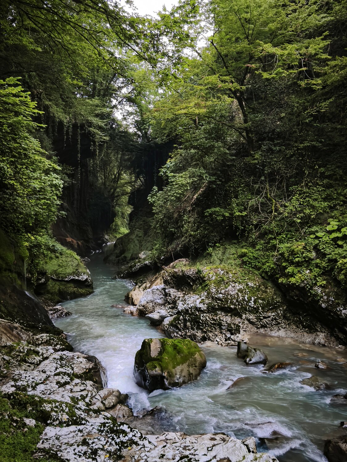 Горный лес