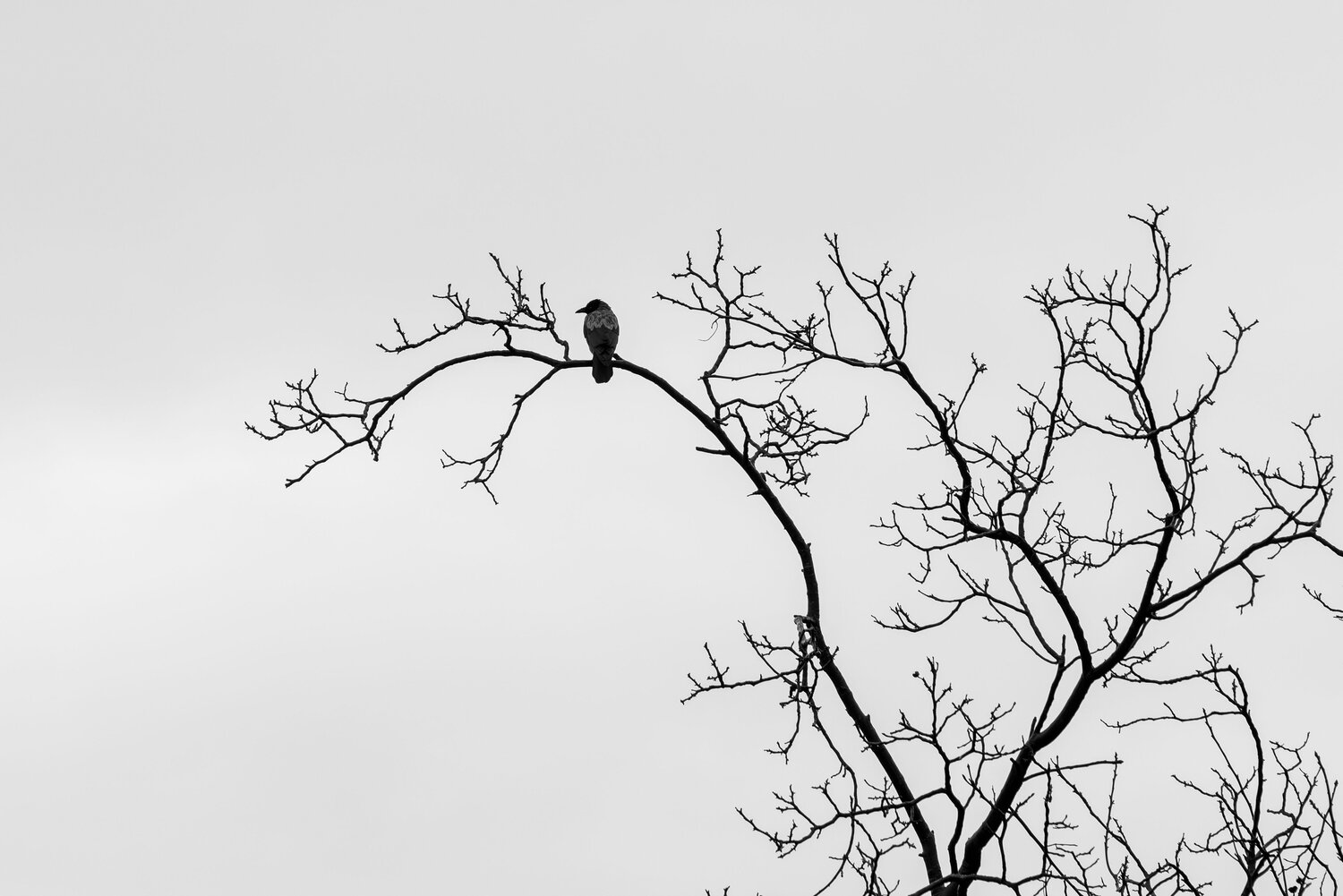 Photo #13825942