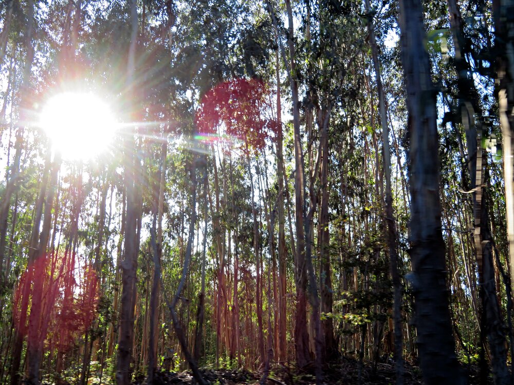 Sunrays in the forest