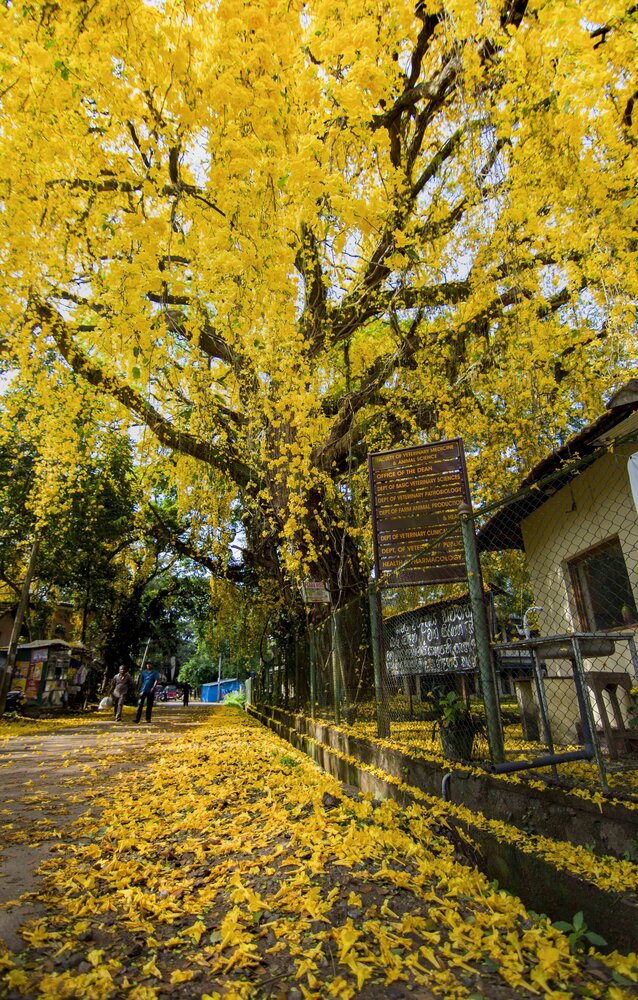 Photograph by Dananjaya Chathuranga