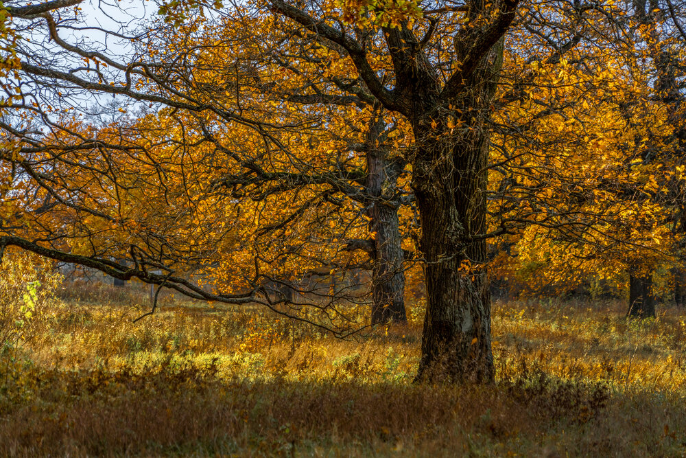 Photograph by АНДРЕЙ АБАКУМОВ