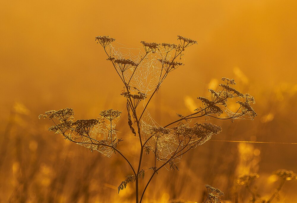 Photograph by Алексей Сиваков