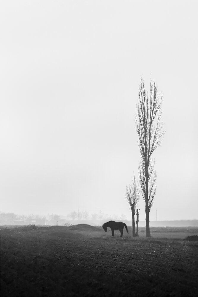 A Quite Place