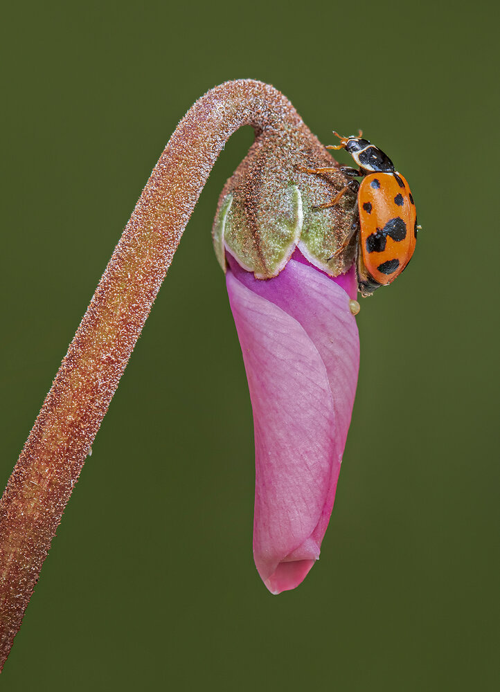 Photograph by Mario Fiorucci