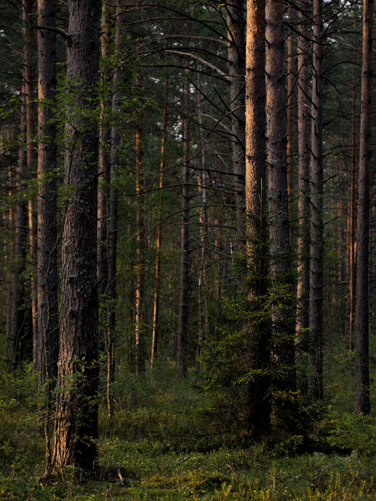 Photograph by Поляков Алексей
