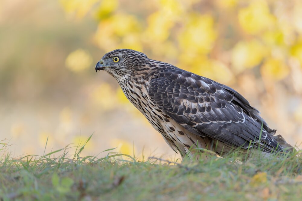 Photograph by Pl Ruslan