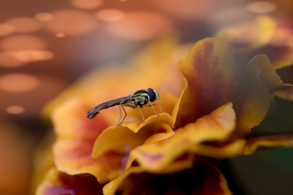 Photograph by Евгения Бурлуцкая