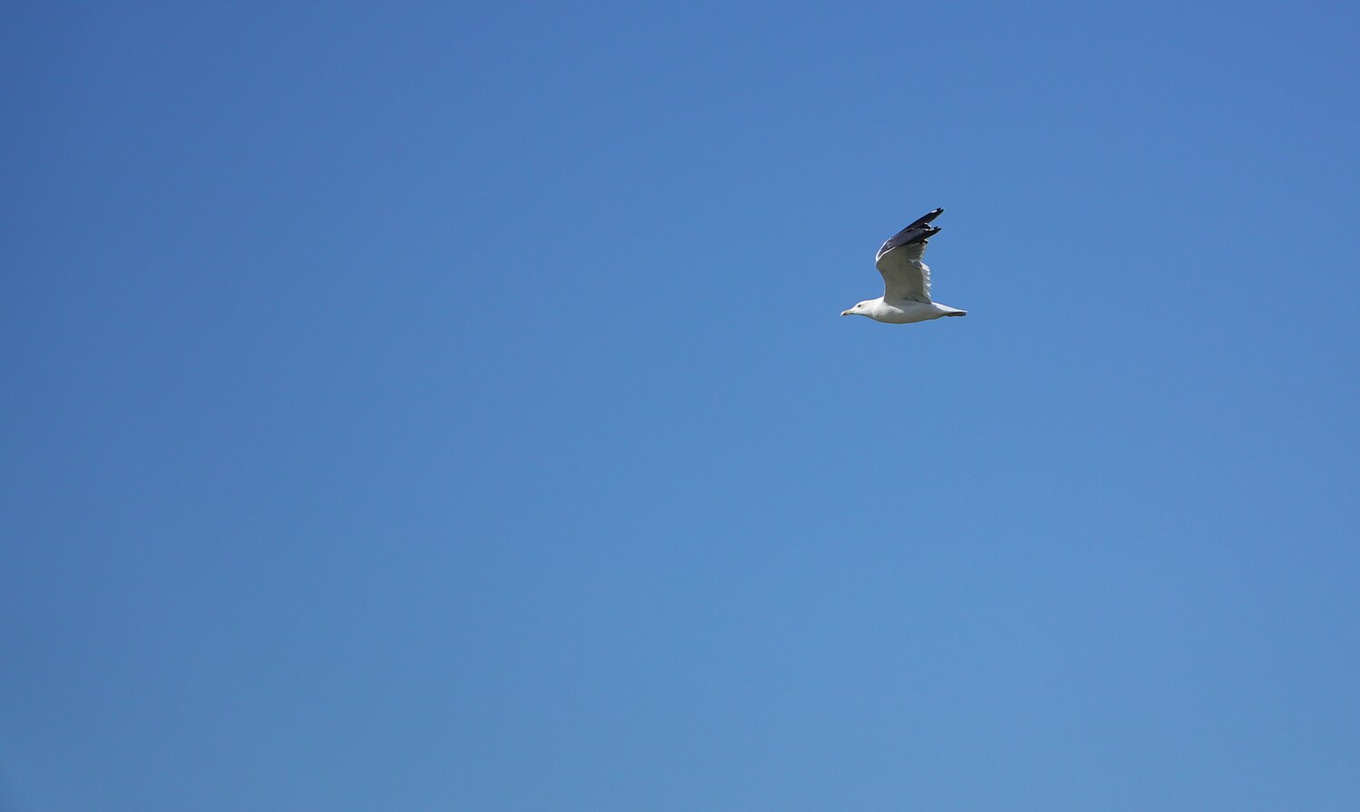 Photo #13827437