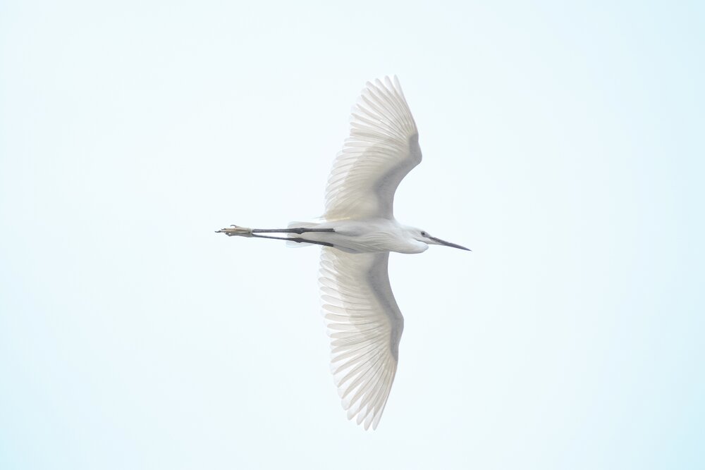 The Flying Egret