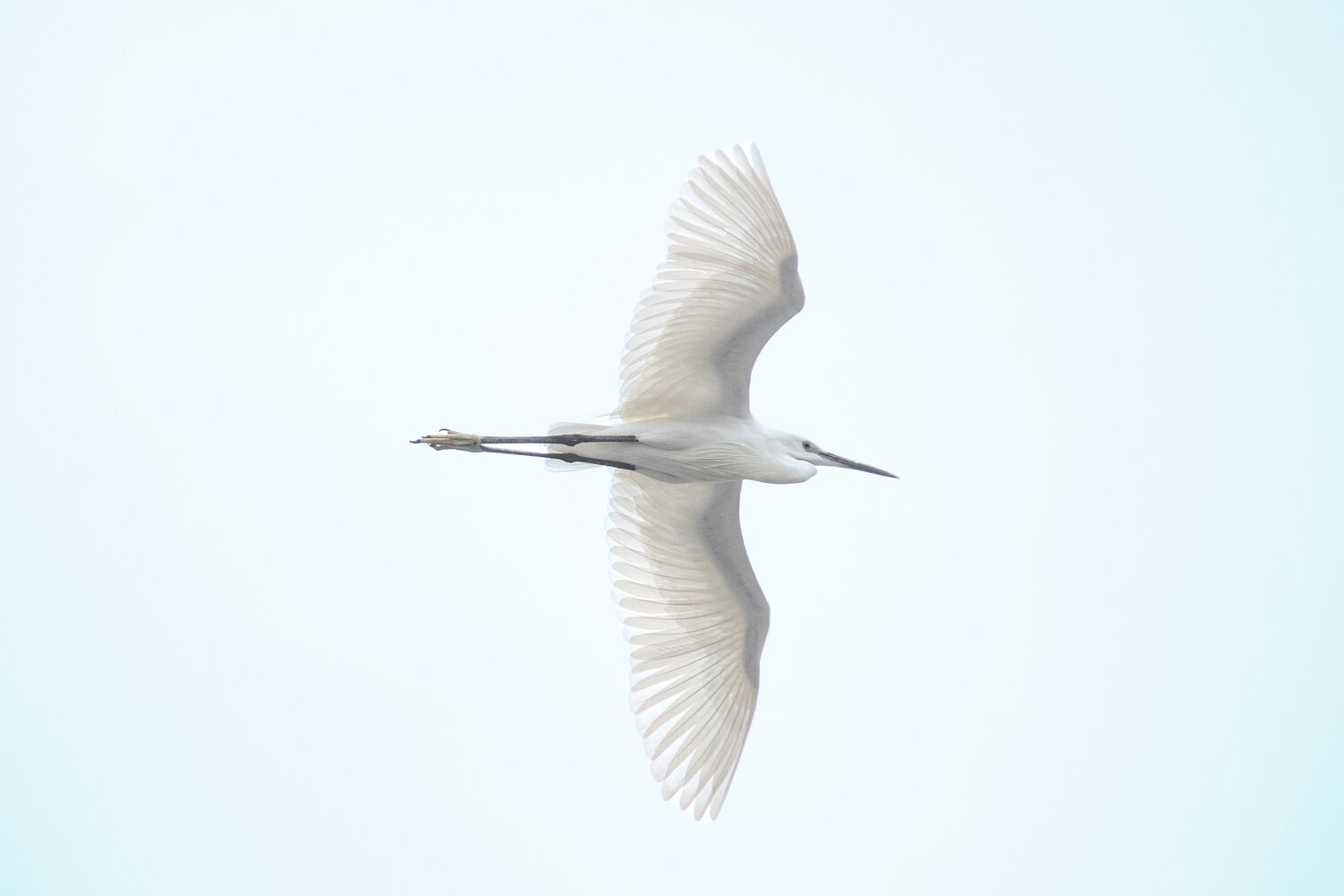 The Flying Egret