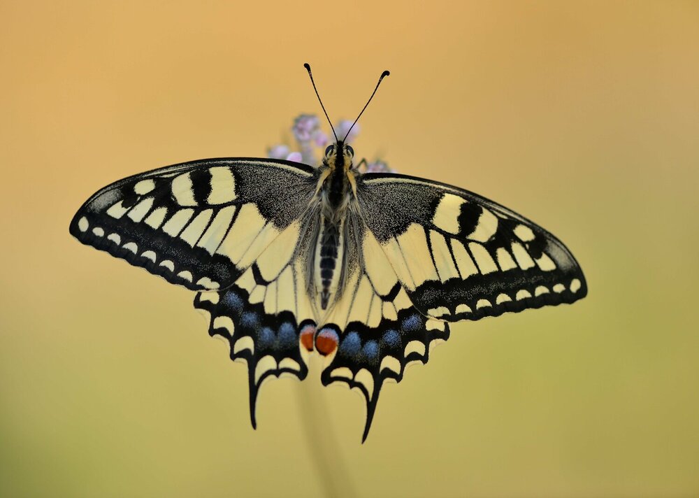 Photograph by ruurd visser