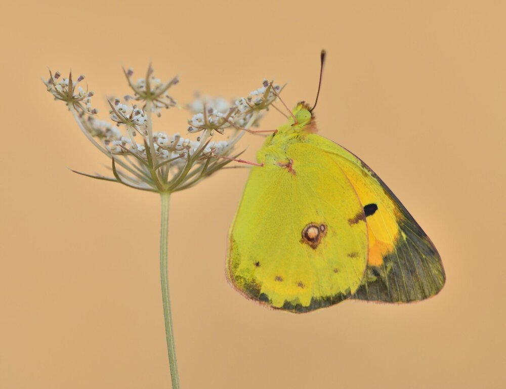 Photograph by ruurd visser