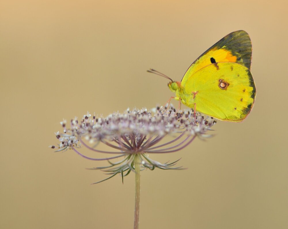 Photograph by ruurd visser
