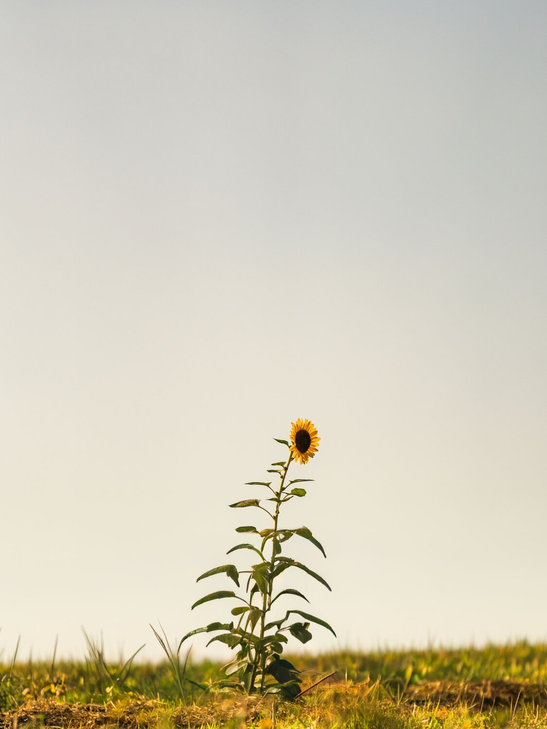 Photo #13828355