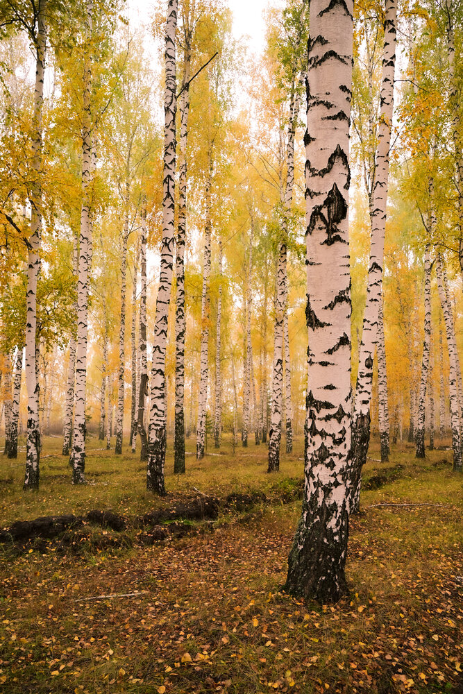 Рыжая осень