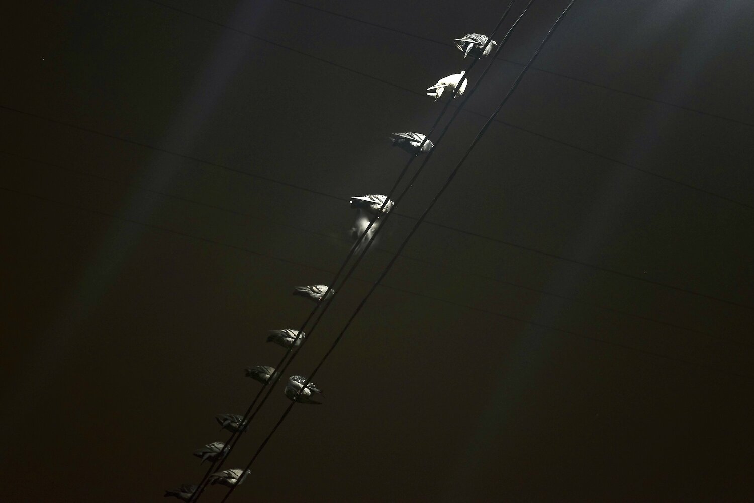 Photo #13828634