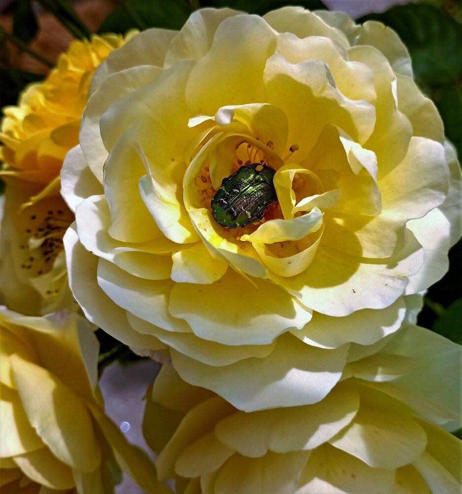 Photograph by Юлия Сидоркина