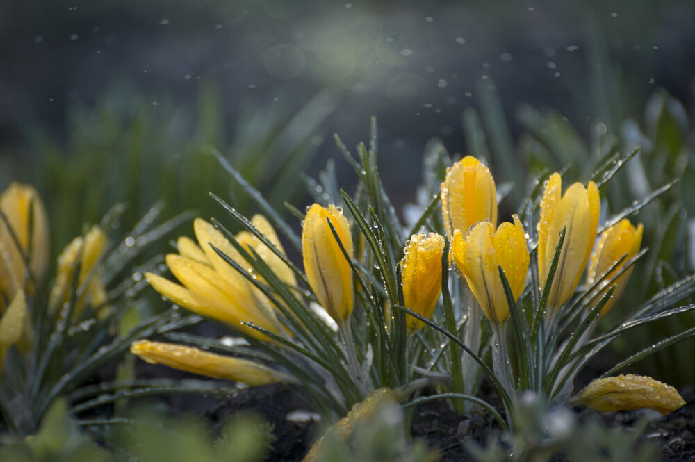 Photograph by Зимина Лионелла