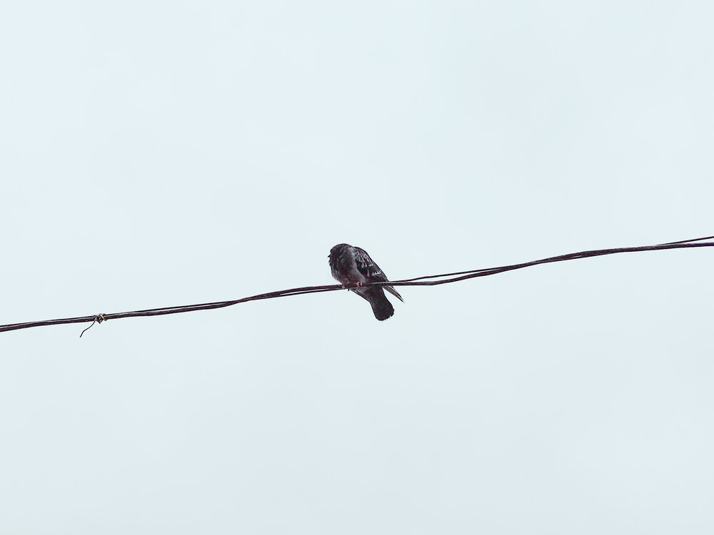 Photograph by Дайана