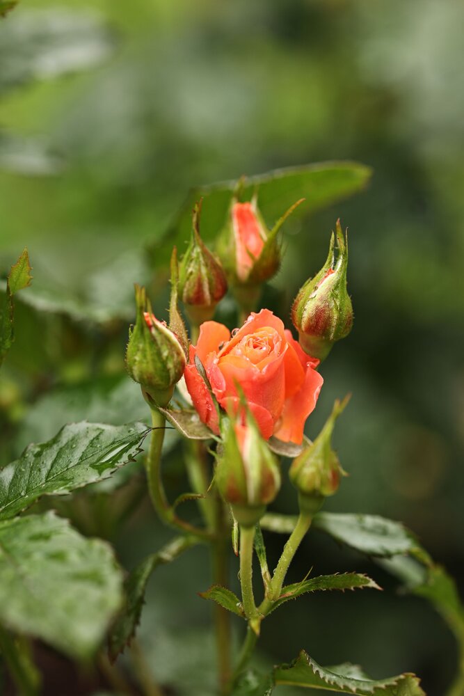 Photograph by Елена Одынец