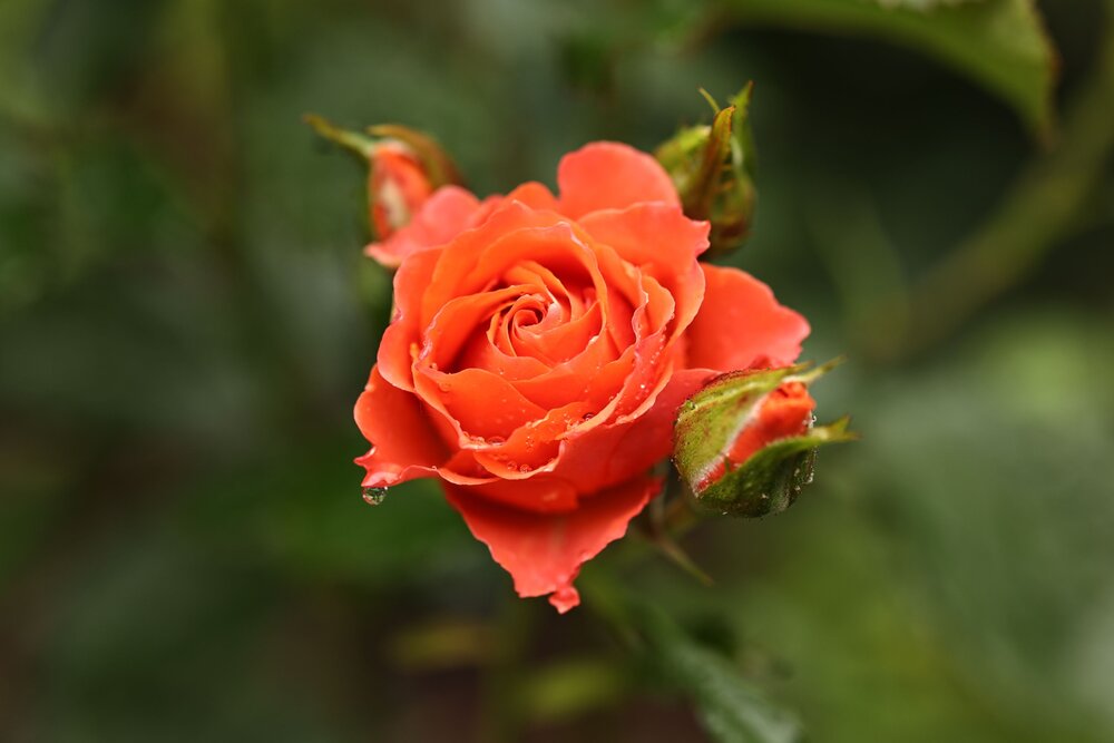 Photograph by Елена Одынец