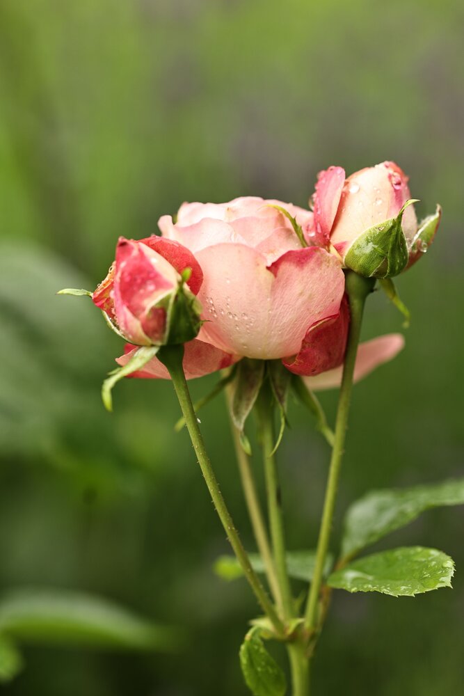 Photograph by Елена Одынец