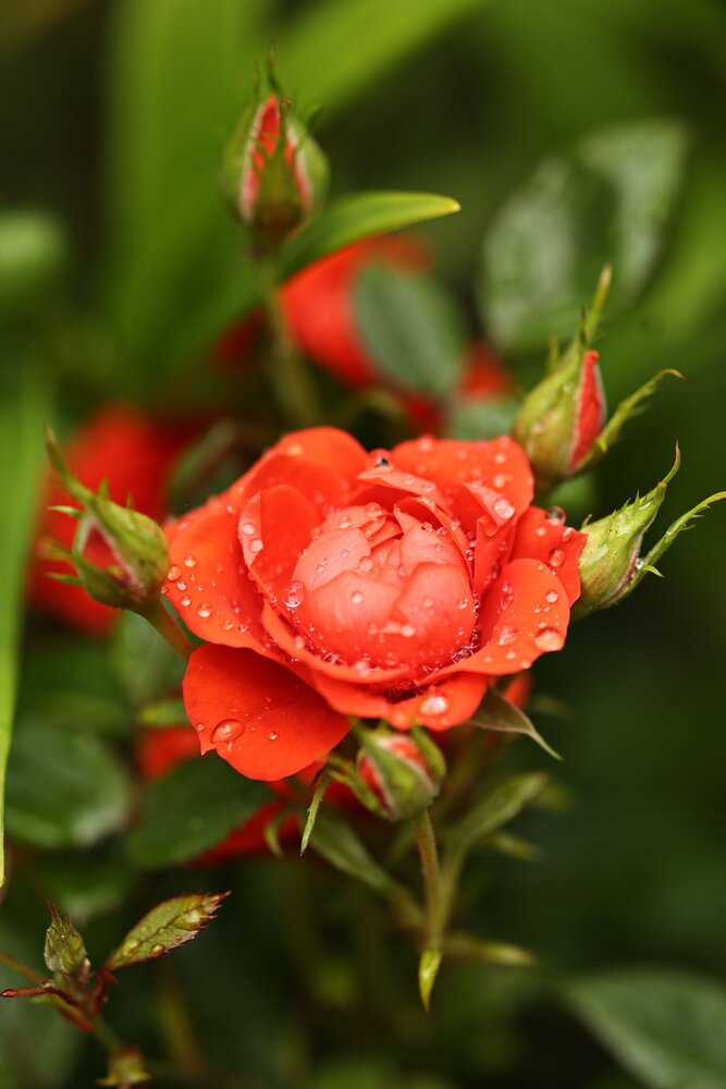 Photograph by Елена Одынец