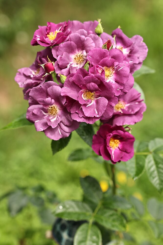 Photograph by Елена Одынец