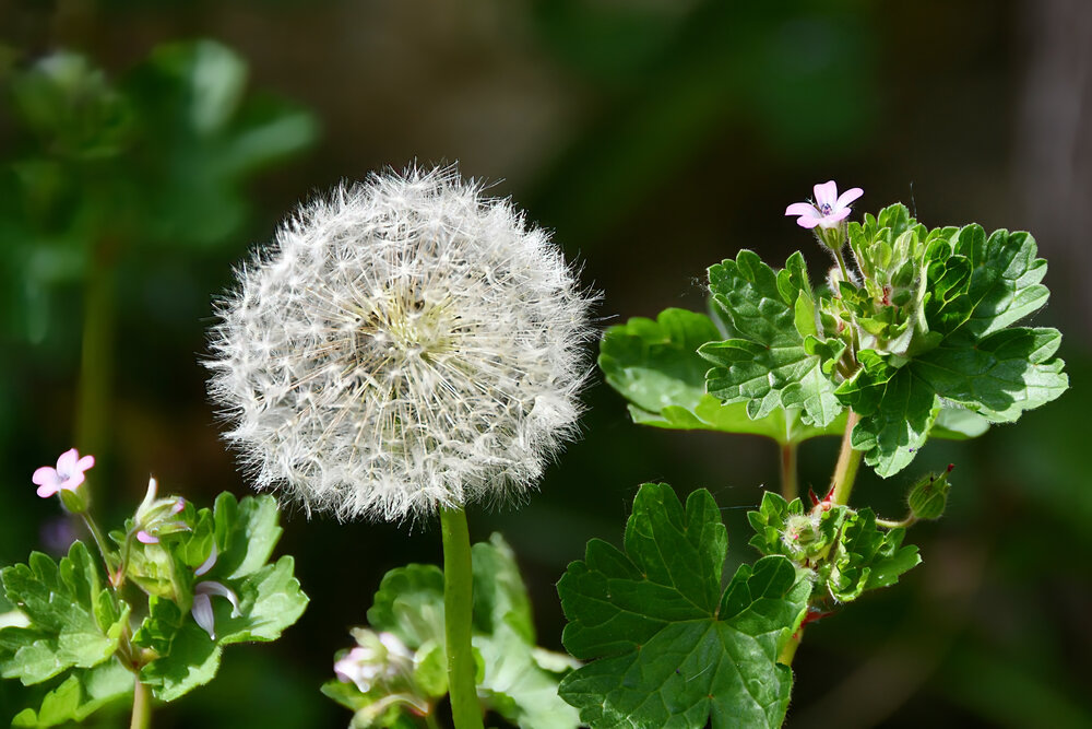 Dandelion Flower