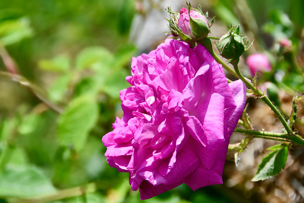 Heirloom Rose Bush