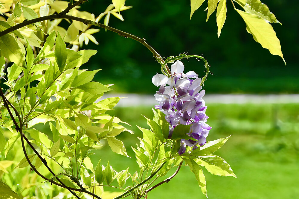 Wild Wisteria