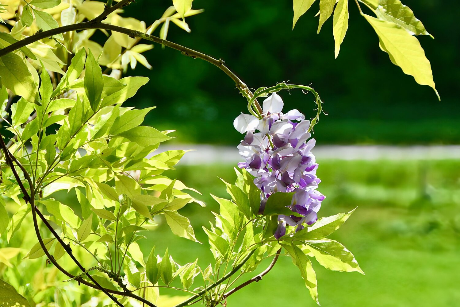 Wild Wisteria