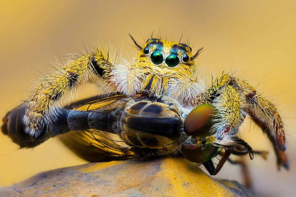 Photograph by Ly Phu Tai