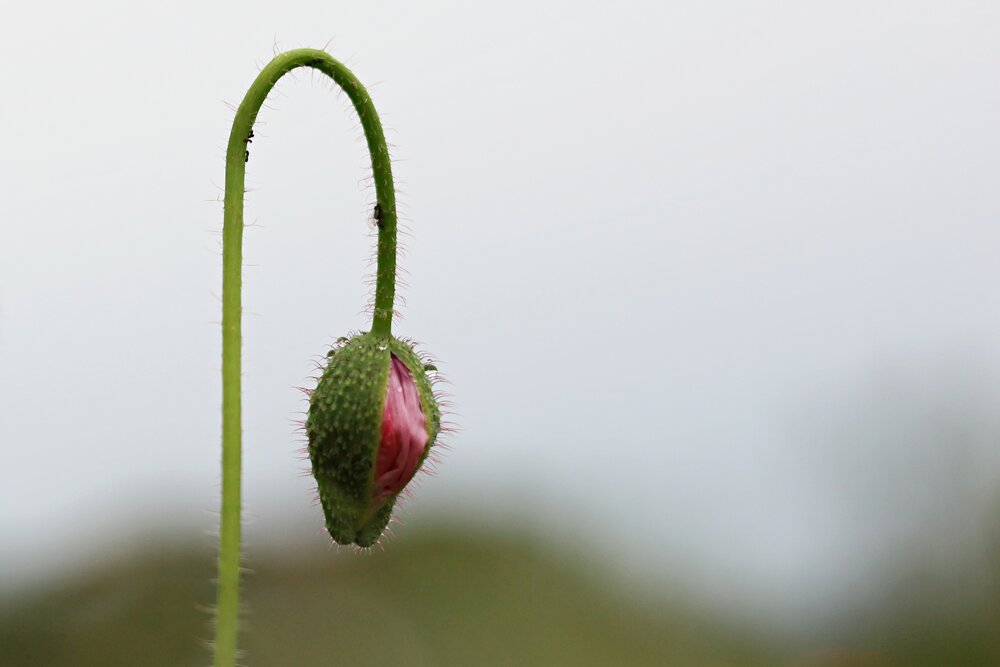 Photograph by Оксана Короткая