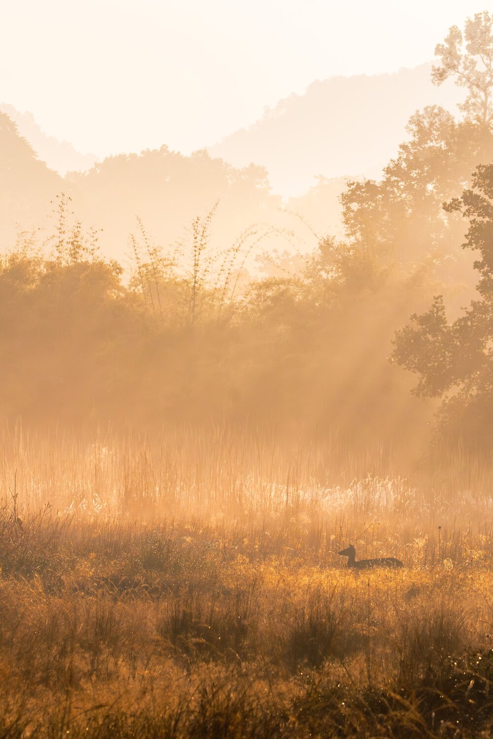 Magical winter of bandhavgarh