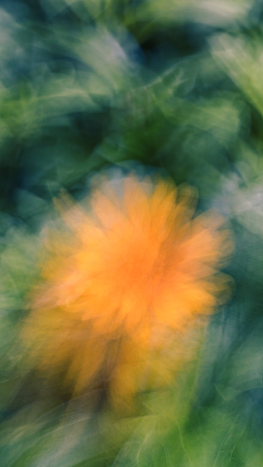painting flower with light