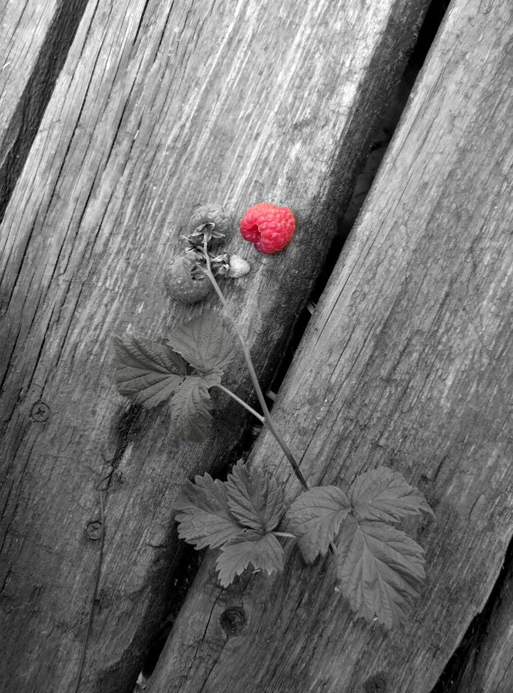 Photograph by Алёна Кибичеева