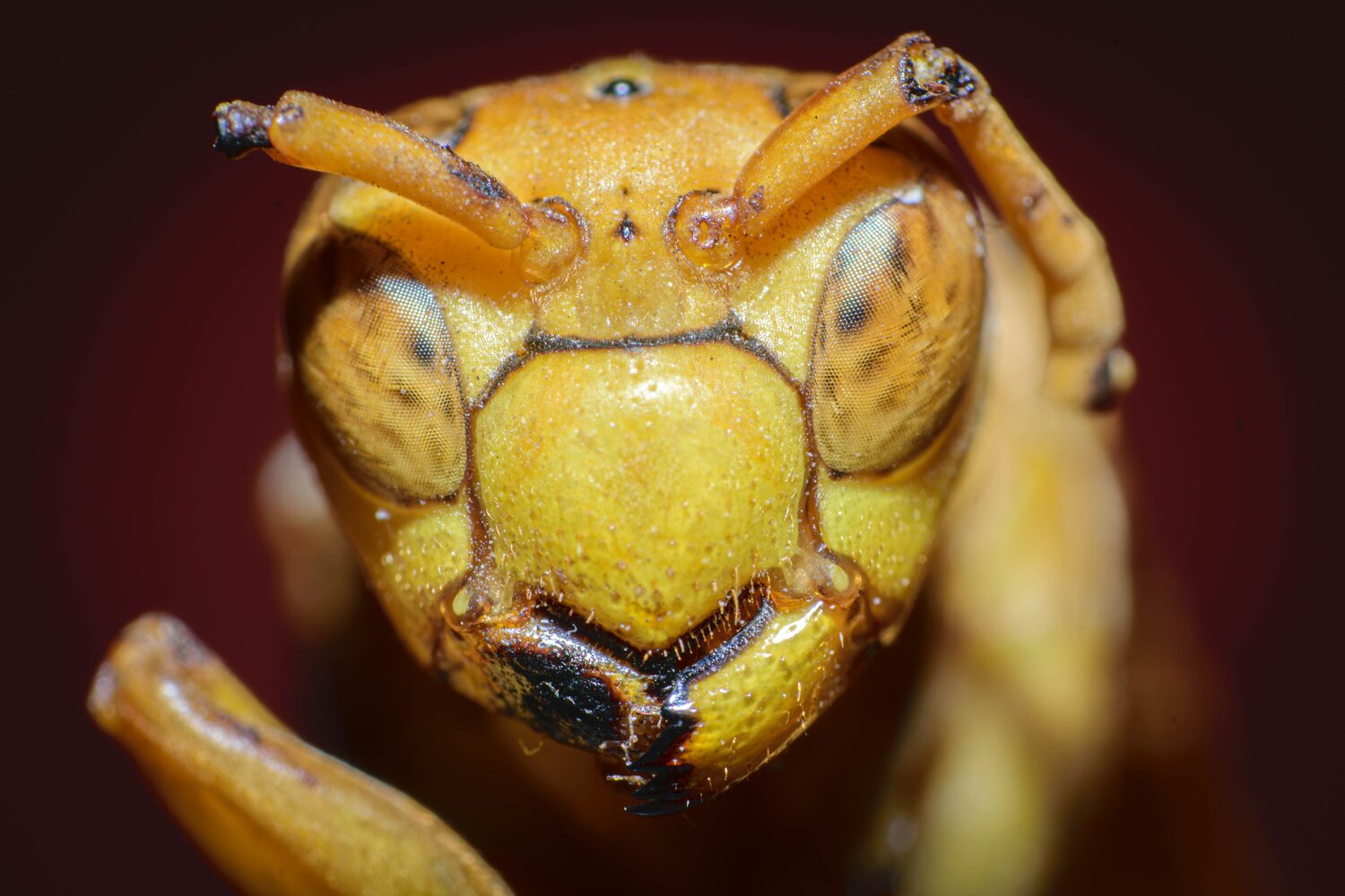 THE YELLOW GUARDIAN