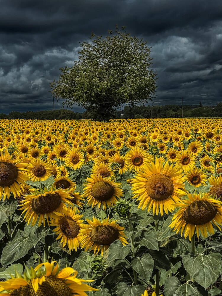 Фотография автора Michel MIALON