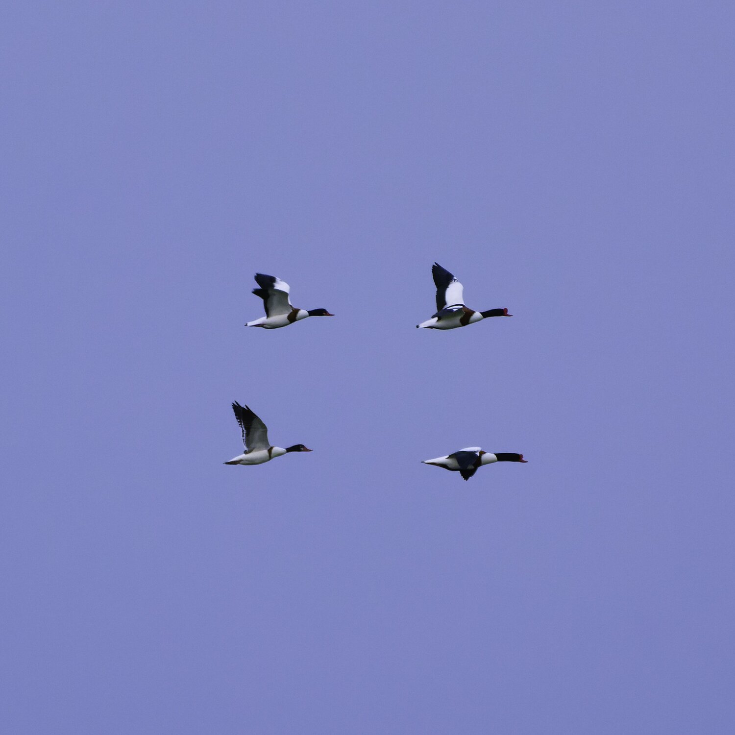 Photo #13830413