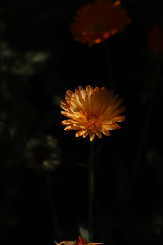 Photograph by Лилия Хохлова
