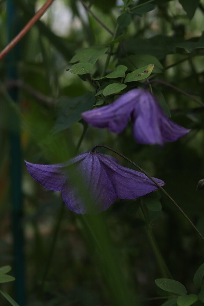 Photograph by Лилия Хохлова