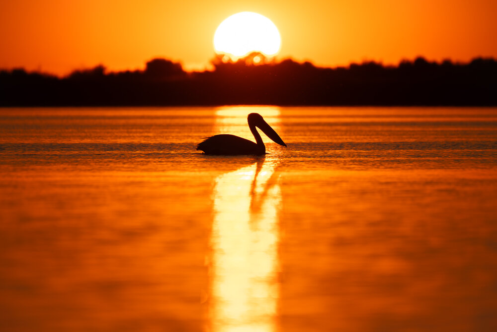 Photograph by Olena Pfister