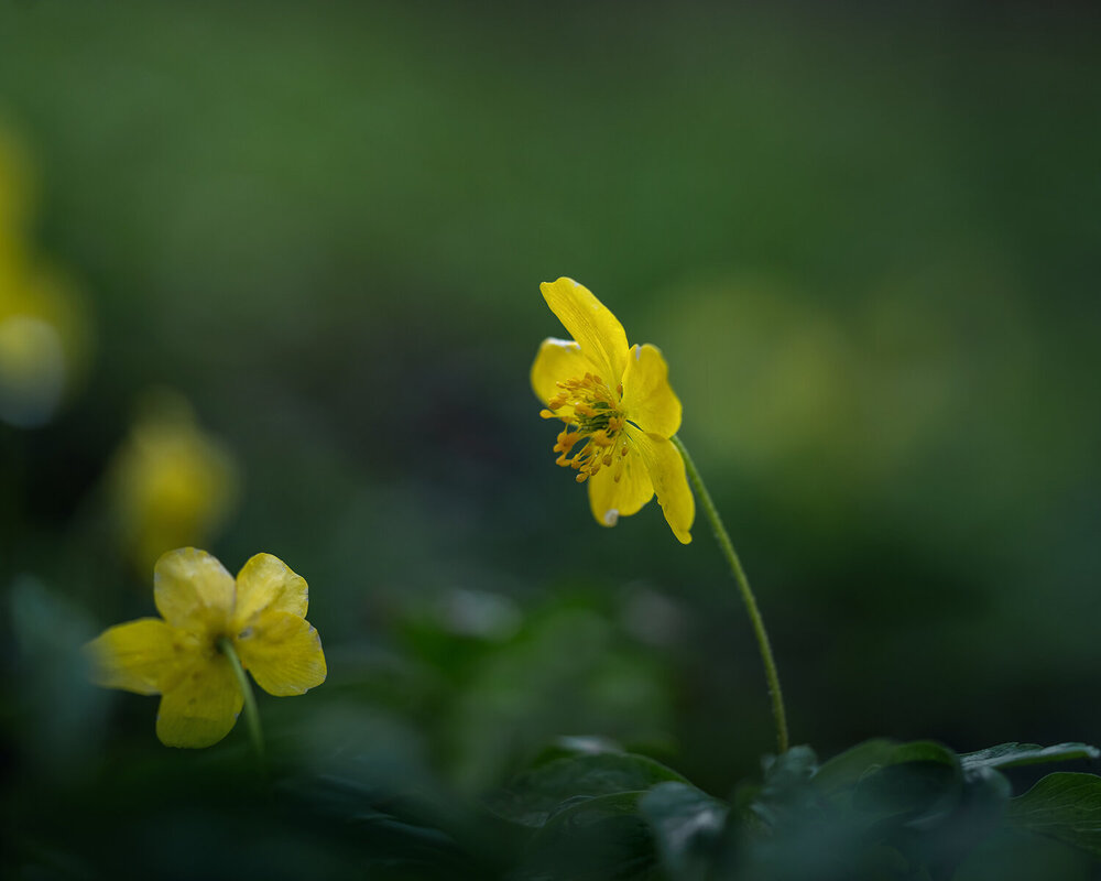 Photograph by Людмила Завьялова