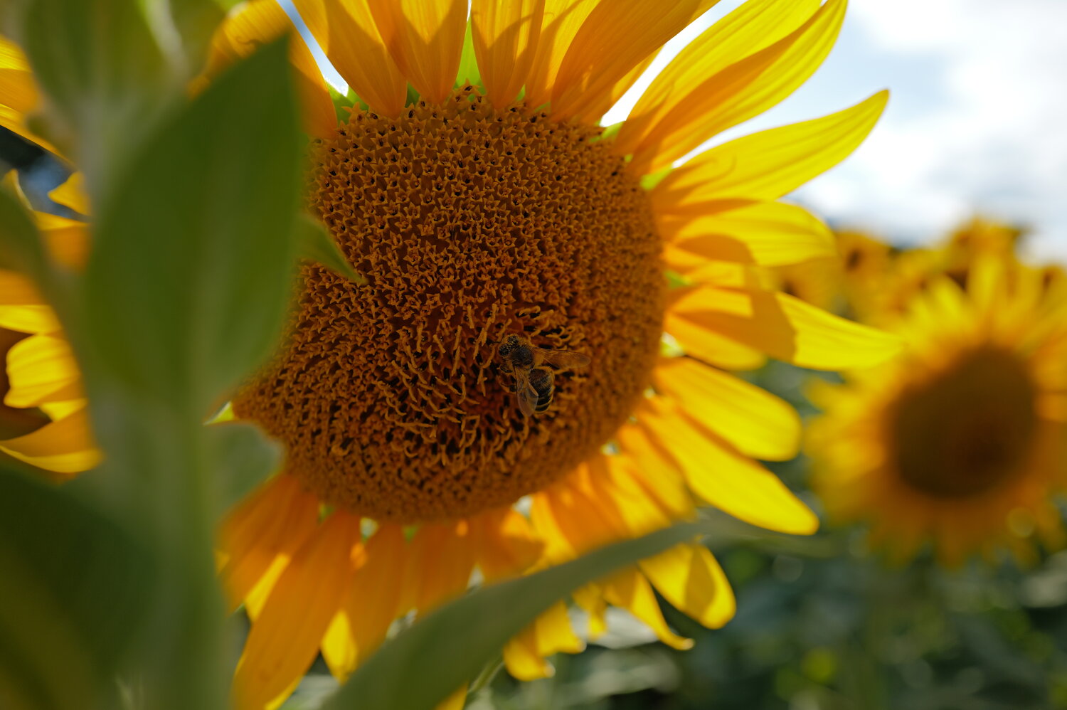 Photo #13830776