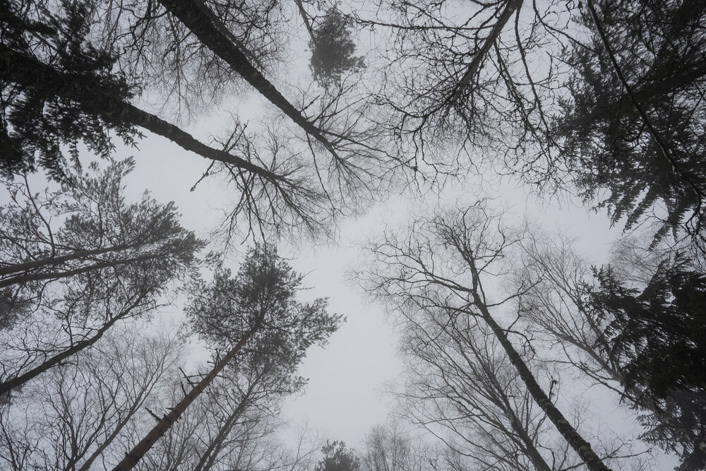 Photograph by Евгения Ковригина