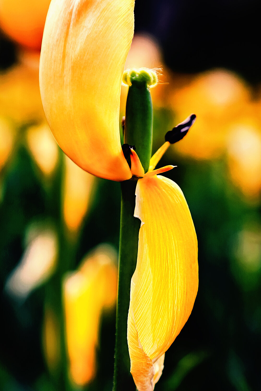 Photo #13830967