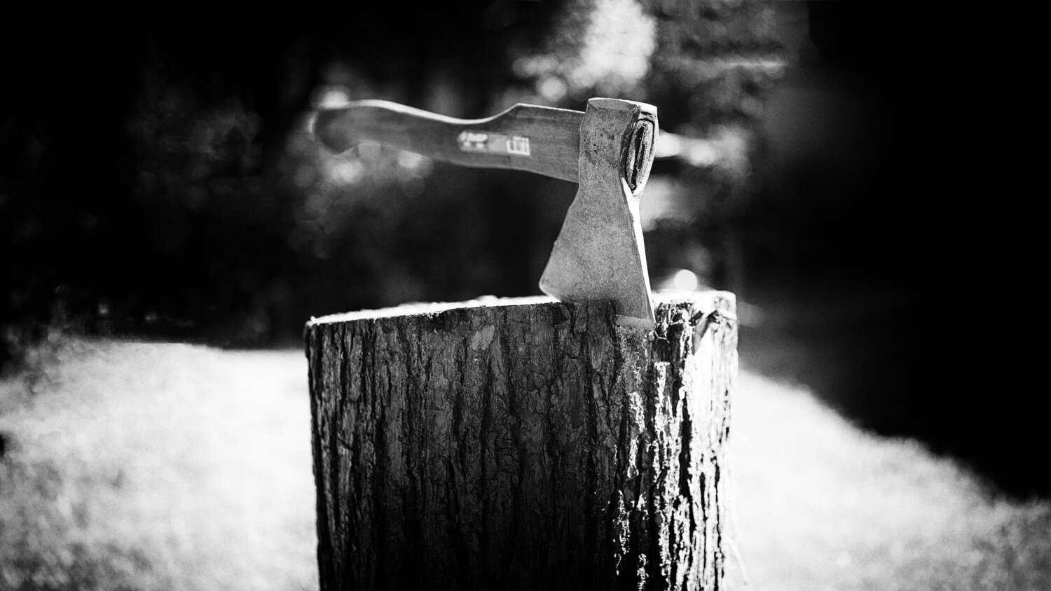 Photo #13831154